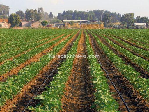 iran-fao-joint-project-to-boost-sustainable-dryland-farming:-official