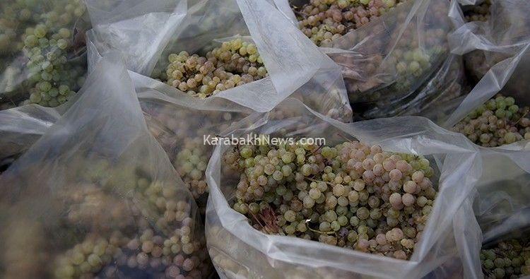 gov’t-to-subside-grape-harvest-with-$19mln-in-georgia