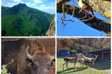 some-16-gazelles-and-66-falcons-released-into-wild