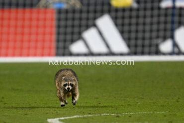 philadelphia-union-nycfc-match-interrupted-by-raccoon-field-invader