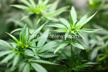 azerbaijani-police-destroy-1-ton-352-kg-of-wild-hemp-plants-in-kalbajar