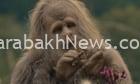 the-silence-is-deafening:-why-this-year’s-environmental-films-are-nonverbal