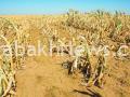 drought-in-austria-caused-multimillion-dollar-damage-to-agriculture